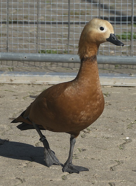 八强