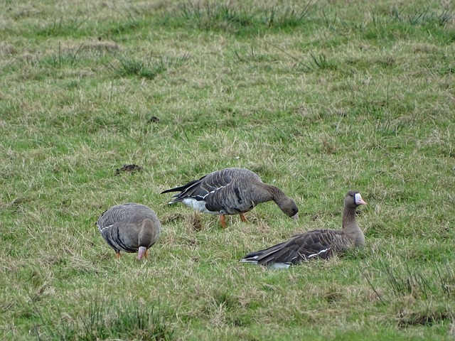 会仍有颇多 会仍有颇多